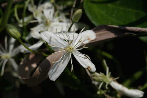 Clematis terniflora #1